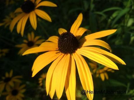 GBBD October 2012 – The Daisy Border