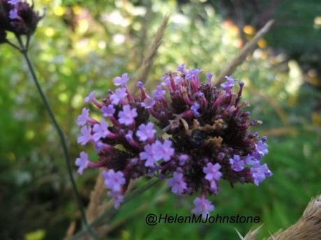 GBBD October 2012 – The Daisy Border