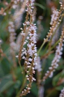 Persicaria amplexicaulis 'Rosea' (08/09/2012, Kew Garden, London)