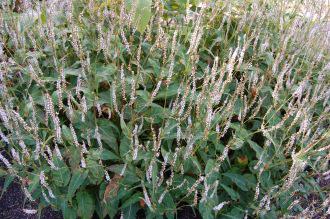 Persicaria amplexicaulis 'Rosea' (08/09/2012, Kew Garden, London)