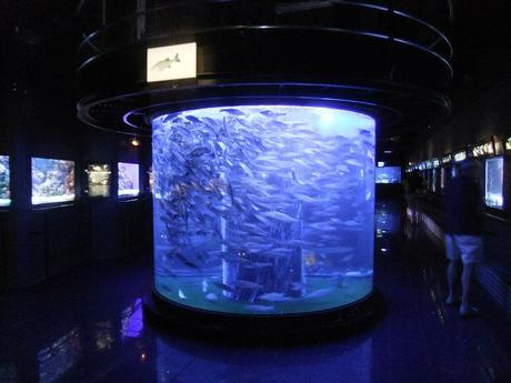 TRAVEL: Oceanographic Museum – Monaco