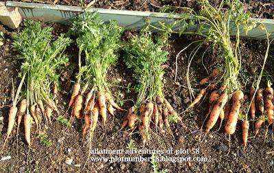 Are Carrots worth the Hassle??