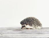 Hedgehog Study I - Roighn