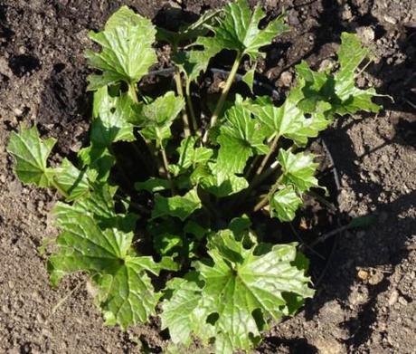 wasabi leaves which have been munched by slugs