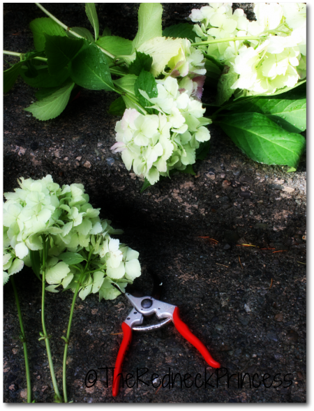 Drying Hydrangeas…for dummies.