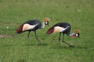 The Grey Crowned Crane, also known as the Crested Crane