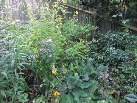 Overview of the Daisy Border