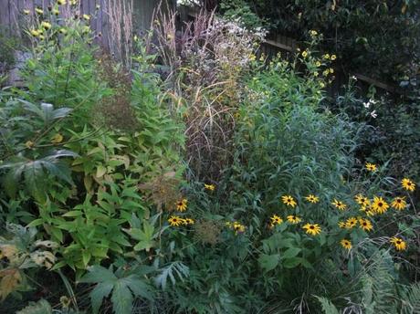 Overview of the Daisy Border