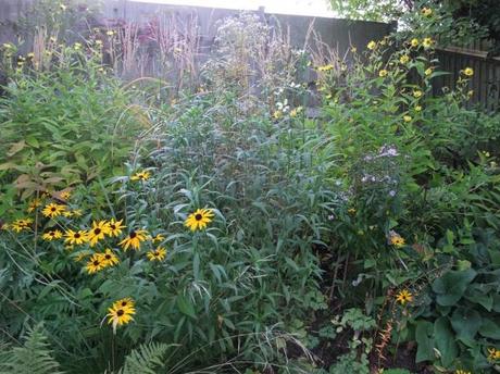 Overview of the Daisy Border