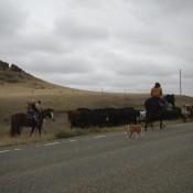 Cattle Rustling in Wyoming