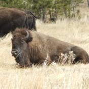 Bison in Custer State Park South Dakota