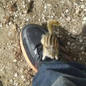 Just a chipmunk on my foot!