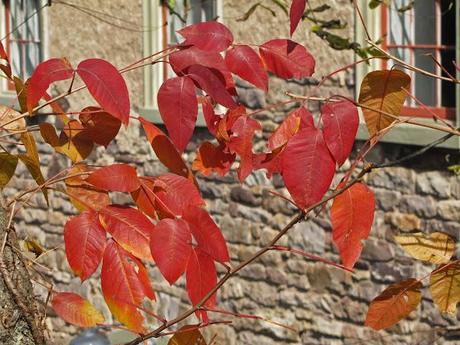 Wordless Wednesday - Autumn in Hunterdon County