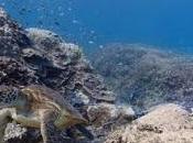 Only Mainland, Google Street View Recording Nature Beauty Underwater