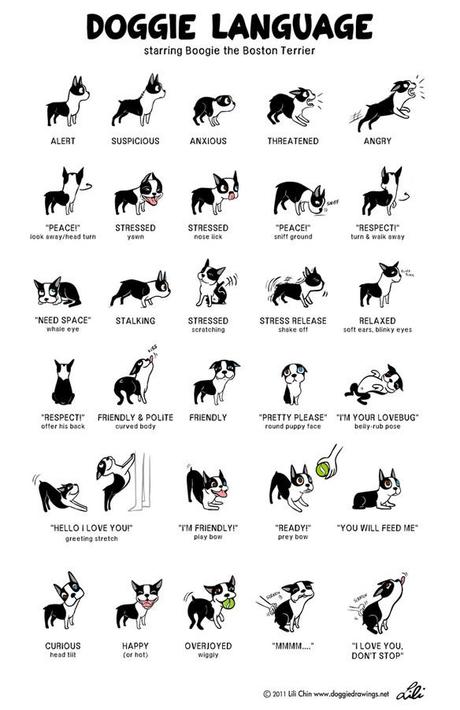 do dogs have a common language