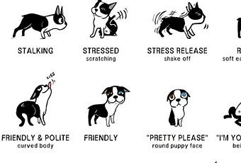 Learn the Language of Dogs - Paperblog