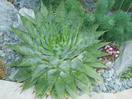 That Stripe-y Aloe