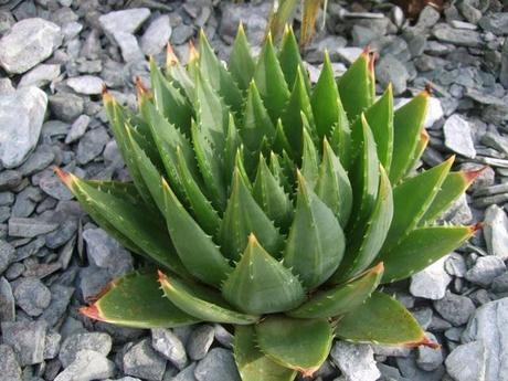 That Stripe-y Aloe