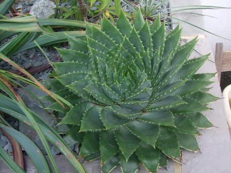 That Stripe-y Aloe