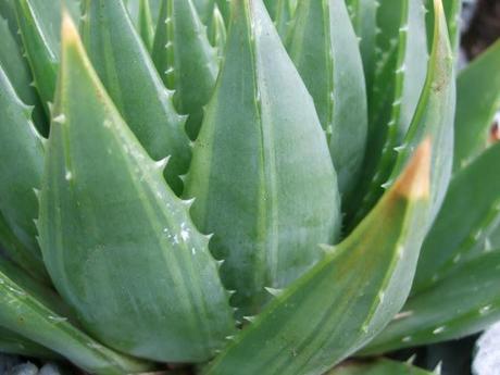 That Stripe-y Aloe