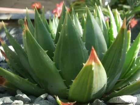 That Stripe-y Aloe