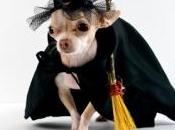 Halloween Costumes Treats
