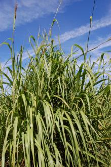 Tripsacum dactyloides (08/09/2012, Kew Garden, London)