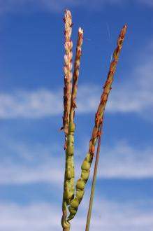 Tripsacum dactyloides Seed Heads (08/09/2012, Kew Garden, London)