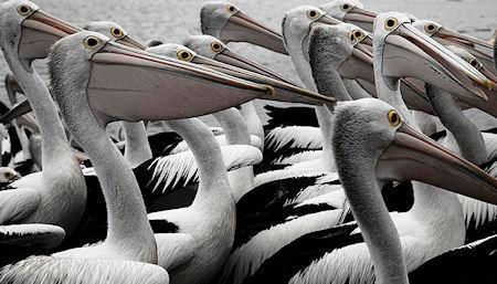 Amazing Facts About Pelicans