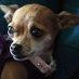 Teacup Chihuahua Deemed "Danger Society"