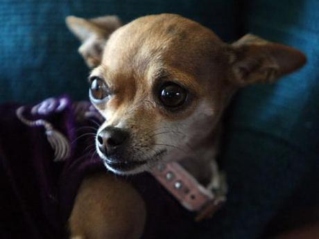Teacup Chihuahua Deemed “DANGER TO SOCIETY”