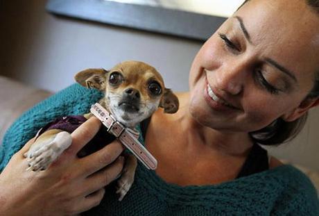 Teacup Chihuahua Deemed “DANGER TO SOCIETY”