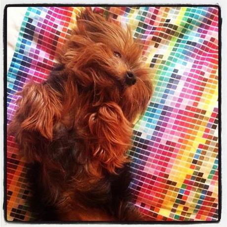 Even if it bites, impossible not to love.
(Looks like a teddy bear, smells like a dead fish.)