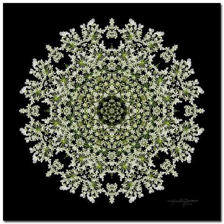 Gentle Way - Queen Anne's Lace Flower Mandala Art 