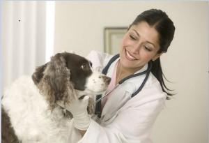 Signs and Symptoms of Dog Pregnancy