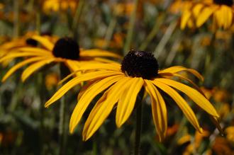 Rudbeckia deamii Flower (08/09/2012, Kew Garden, London)