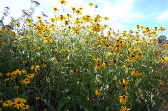 Rudbeckia deamii (08/09/2012, Kew Garden, London)