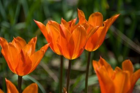 Top 5 Favourite Tulips