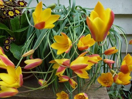 tulips in flower