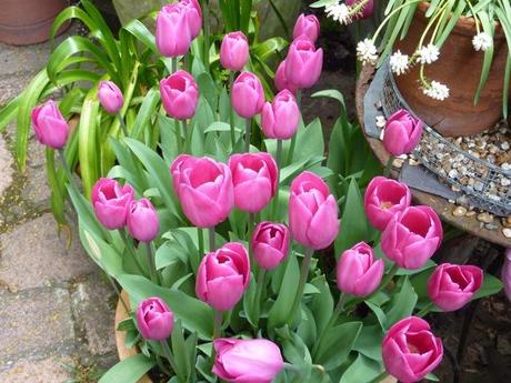 Top 5 Favourite Tulips