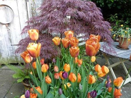 Top 5 Favourite Tulips