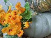 Halloween Conversion