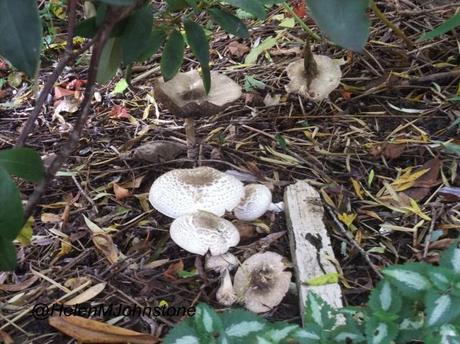 Wonderful Mushrooms