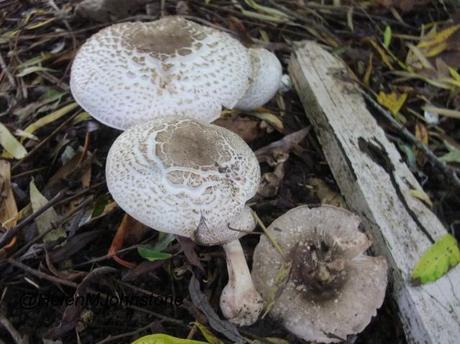 Wonderful Mushrooms