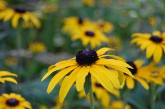 Rudbeckia speciosa Flower (08/09/2012, Kew Garden, London)