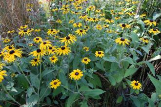 Rudbeckia speciosa (08/09/2012, Kew Garden, London)