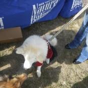 Doggie in costume at Scarecrow Fest St. Charles IL 2012