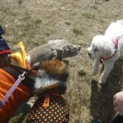 Saying Hi to new Friends at Scarecrow Fest St. Charles IL 2012