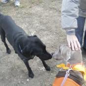 Meeting a new friend at Scarecrow Fest St. Charles IL 2012