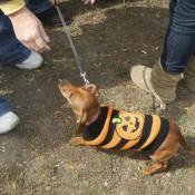 Wiener Dog in a Pumpkin Costume at Scarecrow Fest St. Charles IL 2012